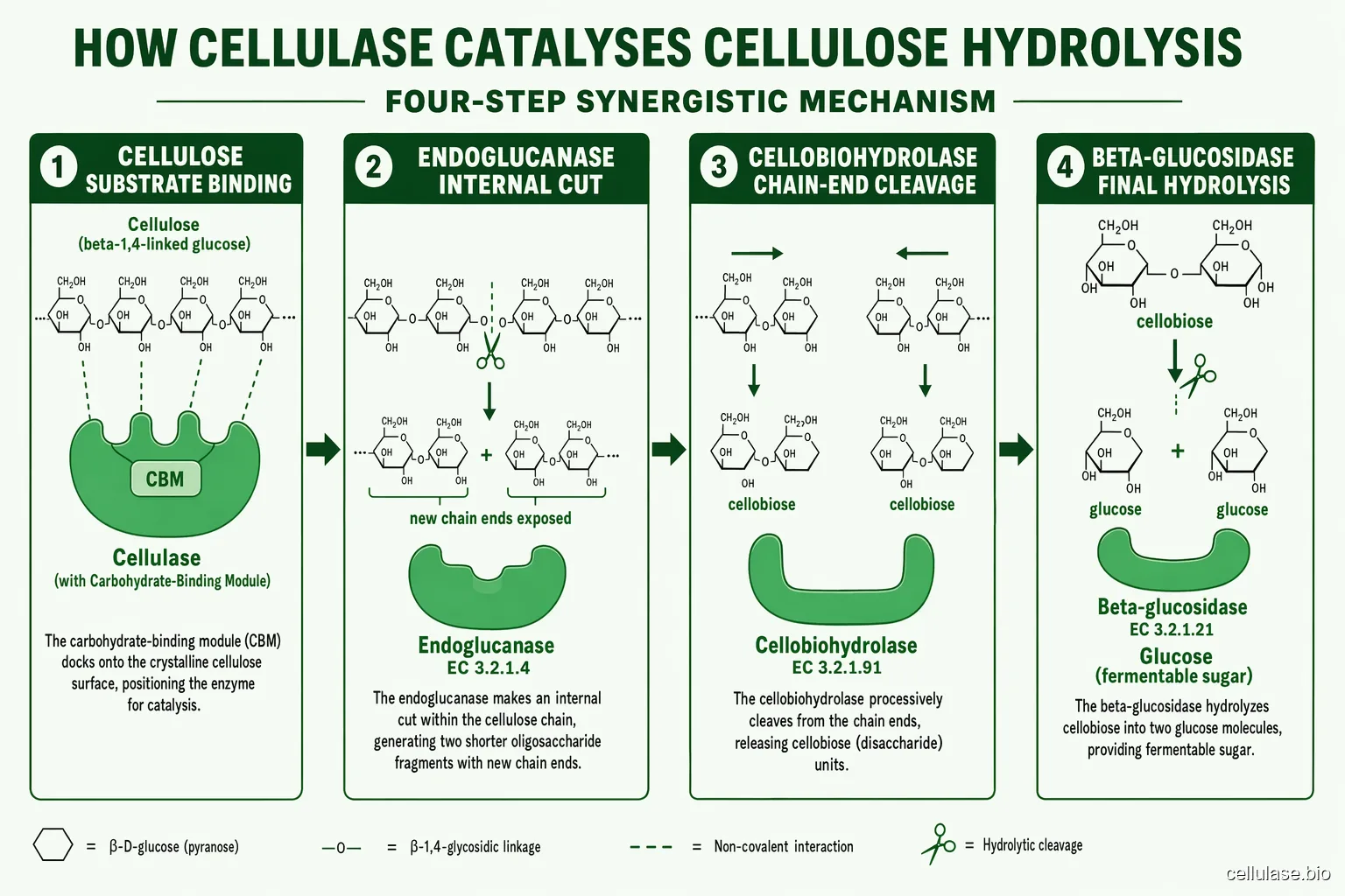 Cellulase reaction mechanism — sucrose hydrolysis pathway in four steps